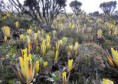/album/fotogaleria-brocchinia/images-2-jpg1/